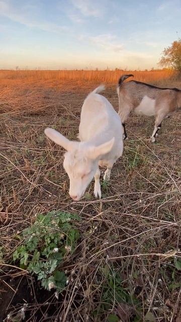 Забавные животные смотреть онлайн