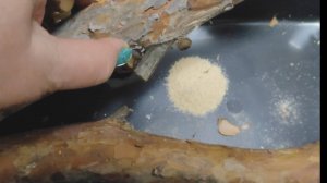 Случайно притащили домой жука-древоточца