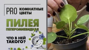 Пилея Пеперомиевидная - неприхотливое растение. Почему она так популярна? Полив, уход, вредители.