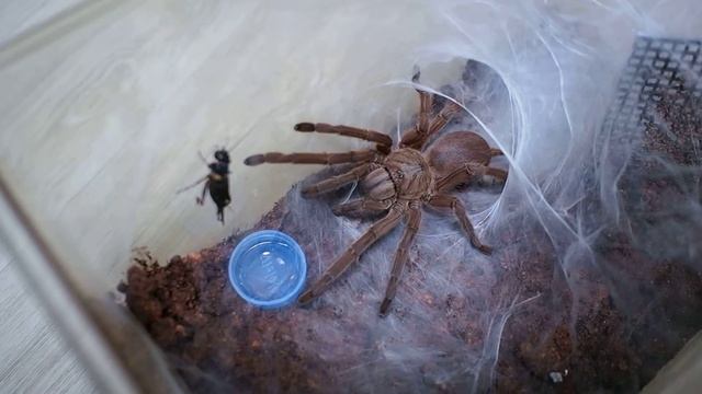Tarantula - Chilobrachys huahini feeding (타란튤라 - 후하이니 사냥영상) смотреть онлайн