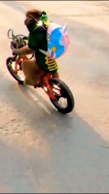 Monkey 🐒🐒🐒🐒🐒🐒🐒#shorts Holy song Justin Bieber#shorts смотреть онлайн