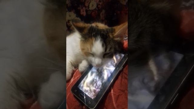 Ксюша слышать Азан смотреть онлайн