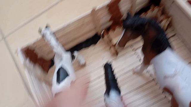 обзор конечно для игрушечной лошадей