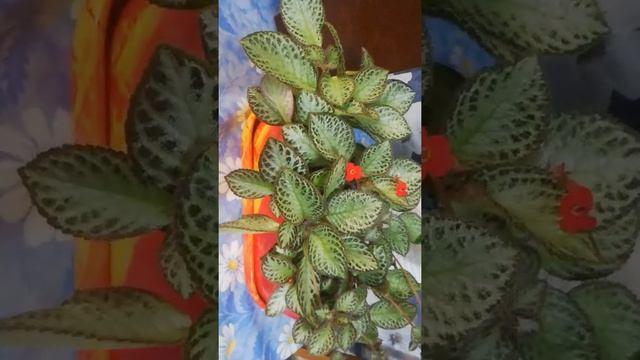 Эстафета три любимых цветка. смотреть онлайн