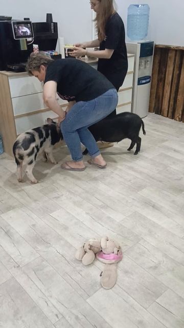 Минипиги.mp4