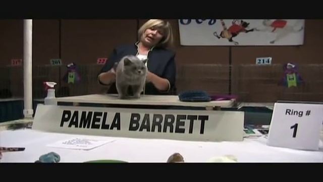 Denver High on Cats (TICA Cat show) August 8-9 смотреть онлайн