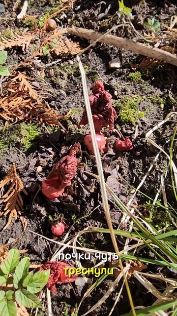 Открываем дачный сезон 😁