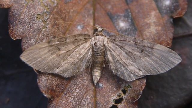 カバナミシャク（Eupithecia属）の一種 смотреть онлайн