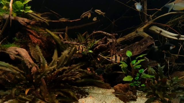 Asian "biotope-like" aquarium 450L смотреть онлайн