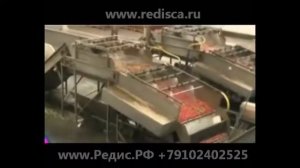 Мойка редиса и линия для редиса Редис РФ