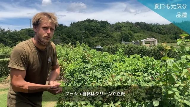 【品種紹介】夏にも強くて元気なイングリッシュローズ（デビッド・オースチン） смотреть онлайн