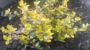 Бересклеты - вечнозеленые растения.