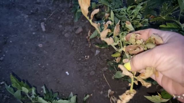 собрала помидоры 🍅 смотреть онлайн