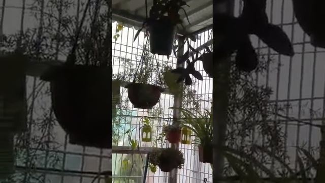My little garden with morning rain🏡☁☔🌳🌳🌳🌱🌾 смотреть онлайн