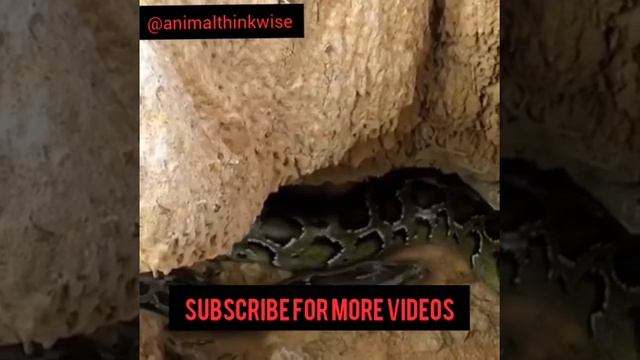 Big Python And Crocodile Fight.. Terrible Time For The Crocodile.
