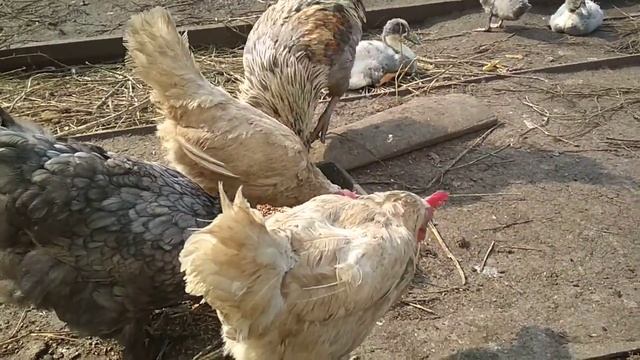 Мысли в слух )Куры,утята,гусята смотреть онлайн