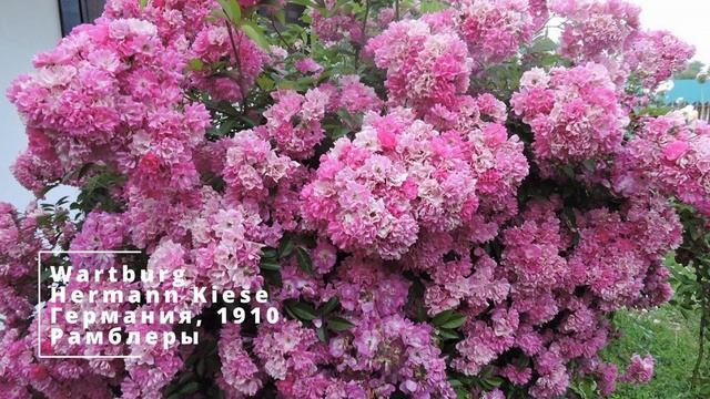 Плетистые и мускусные розы для сада на весну 2024 смотреть онлайн