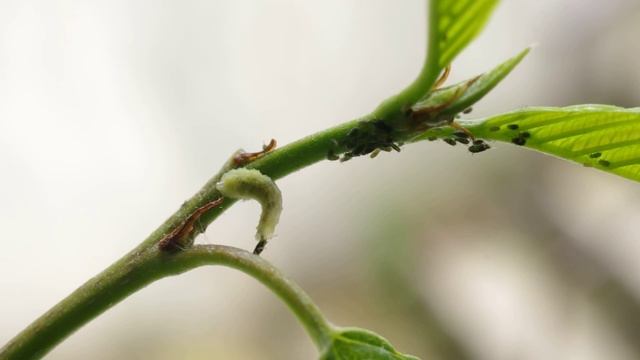 schwebfliege mit laus смотреть онлайн