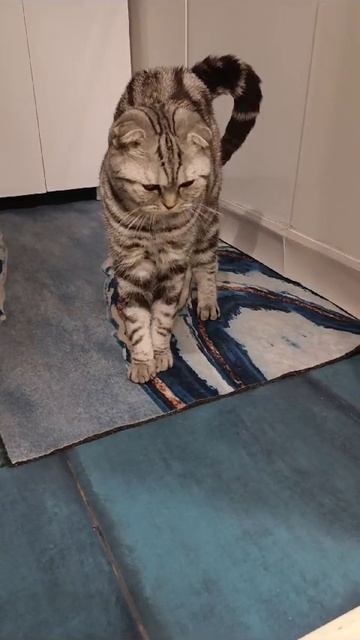 Течка началась