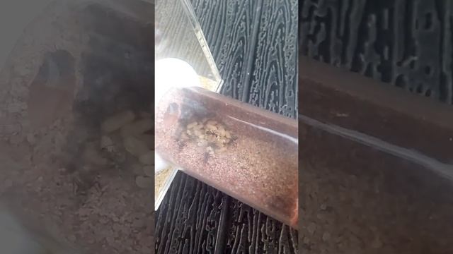 Camponotus Cosmicus 11.10.2020 смотреть онлайн