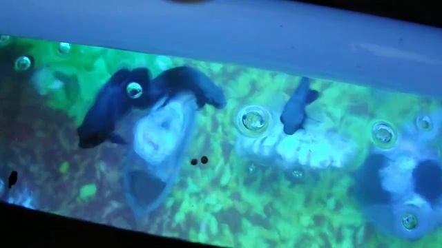 Кормление астронотусов