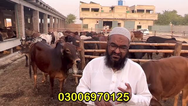 50 Days Calves Farming | 70 Lakh Investment 1.5 Core Income |Wacha&Calf Farming смотреть онлайн