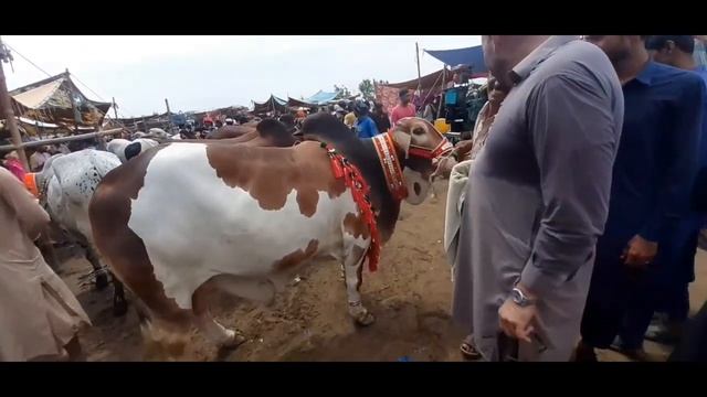 Tando Adam Mandi Main Mall Hi Mall || Latest Update Cattle Market Tando Adam || Mandi Update смотреть онлайн