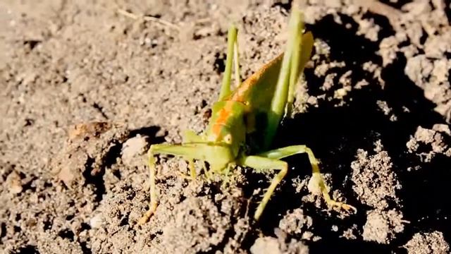 კ.K смотреть онлайн