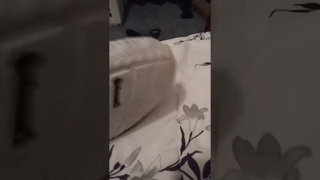 The new Adidas bounce review смотреть онлайн