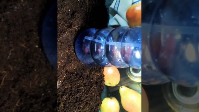 Базовый комплект у улитки( Улитка Tv)