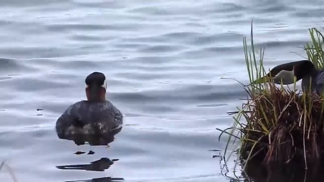 Red necked grebe (Podiceps grisegena) nesting and incubating eggs смотреть онлайн