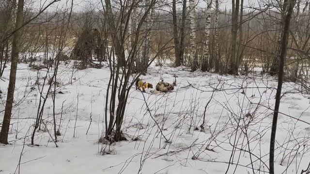 Приехали ПОКОРМИТЬ собаку. 11 февраля смотреть онлайн