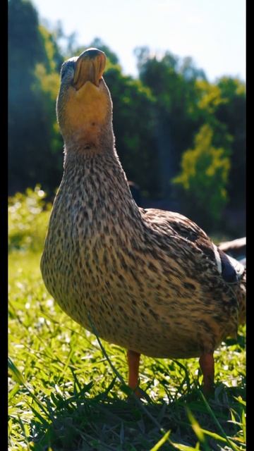 "Flightless Birds: Fascinating Creatures of the SkiesFlightless birds, смотреть онлайн