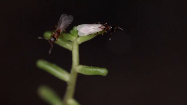 [Clip] Leptothorax acervorum || Schwarmflug смотреть онлайн