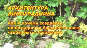 Как выращивать виноград в Средней полосе. Архитектура виноградников