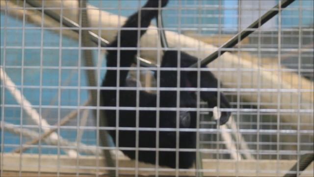Гиббоны сиаманги. Новые жители зоопарка 27.02.2024 смотреть онлайн