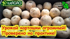 ПРАВИЛА ПРОРАЩИВАНИЯ КЛУБНЕЙ КАРТОФЕЛЯ: урожай картошки будет отличным - проверено на практике!!!