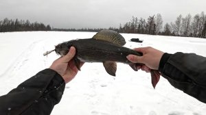 РЫБАЛКА НА ГОРНОЙ РЕКЕ | ЛОВИМ КРУПНОГО ХАРИУСА | ДЕНЬ 1