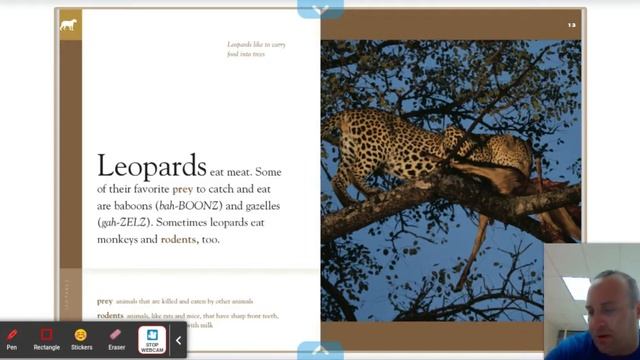 Leopards смотреть онлайн