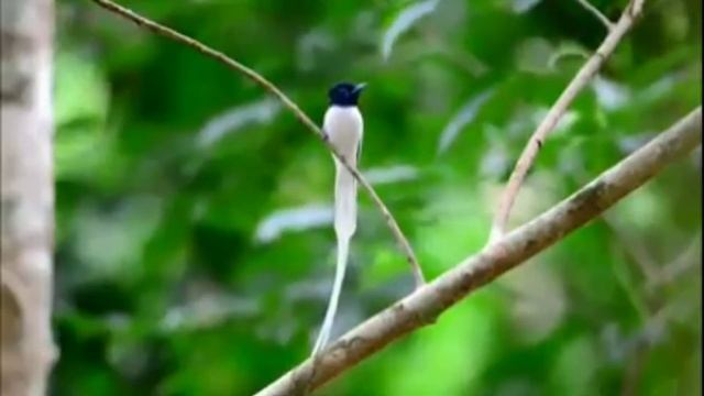 Mengenal Lebih Jauh Dengan Burung Tali Pocong Alias Seriwang Asia смотреть онлайн