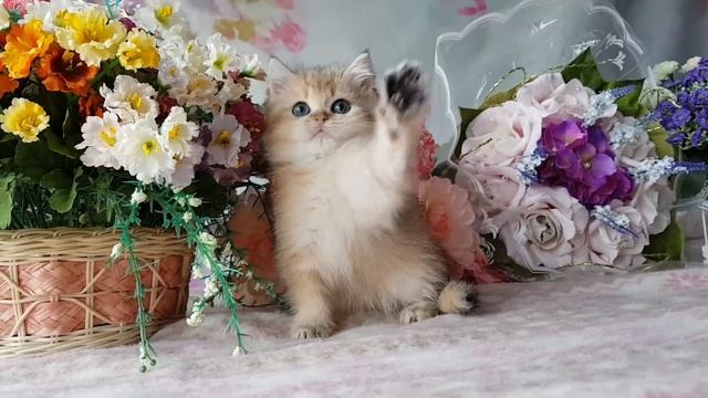 Продажа. смотреть онлайн