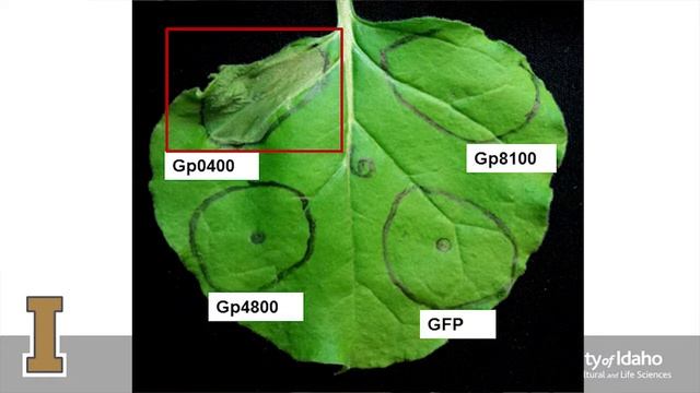 Molecular Strategies to Combat Pale Cyst Nematode in Potato смотреть онлайн