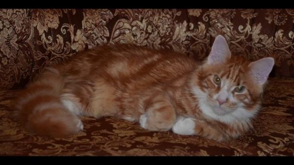 Котофею- 10 лет! Kotofey the cat turned 10 years old