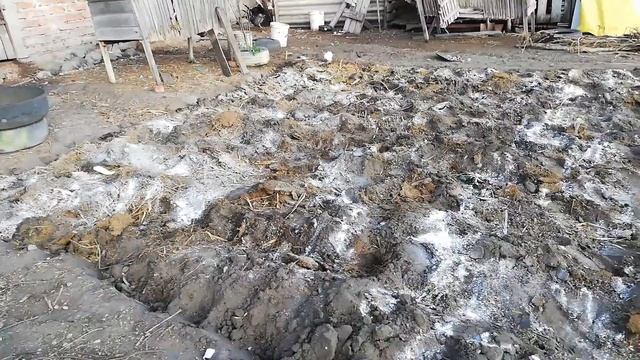 CULTIVO VICIA SATIVA смотреть онлайн