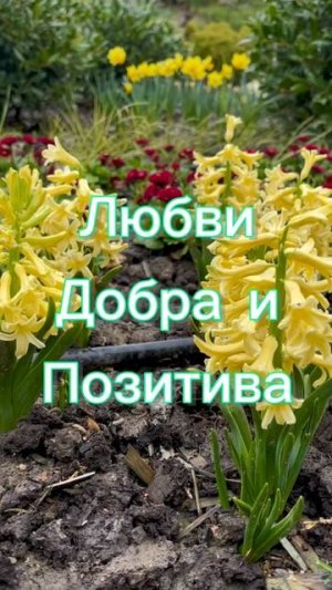 Доброе весеннее утро! Любви и добра