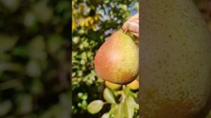 груша Белорусская поздняя