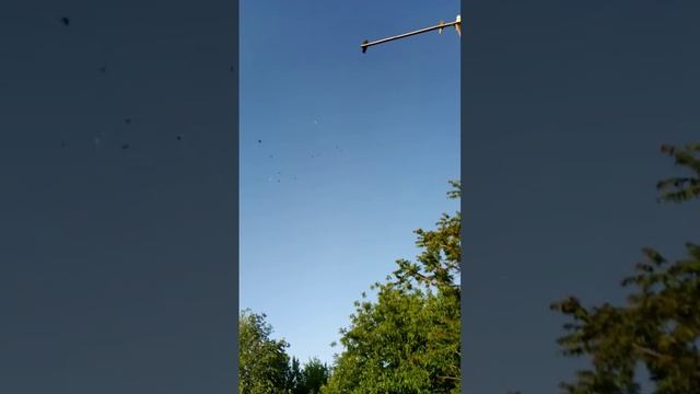 брат в гасьтях   чучуть подкинули голубей 🕊️🕊️🕊️🕊️🕊️🕊️🕊️🕊️