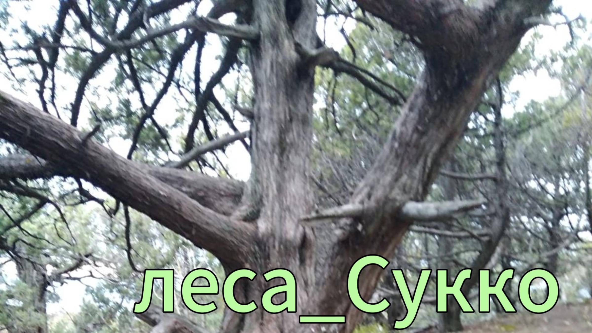 леса в районе поселка Сукко. смотреть онлайн