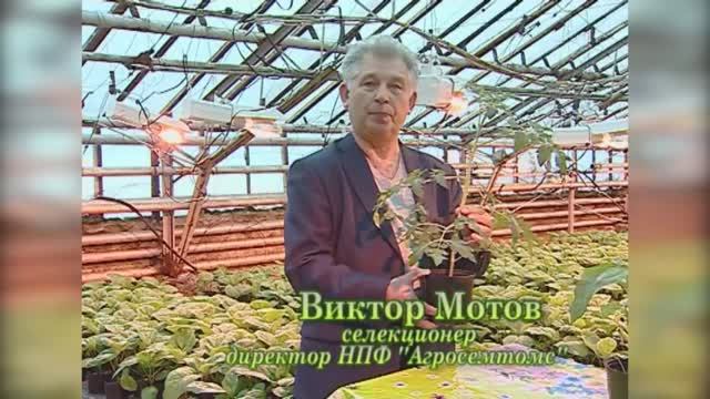 Рассада томата смотреть онлайн