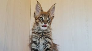 Мейн кун , котята 2 месяца